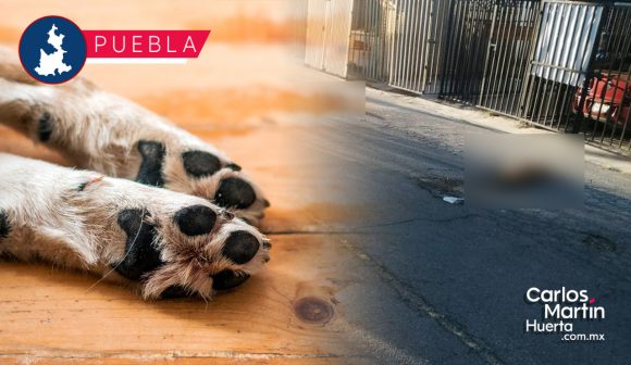 Envenenan a perritos en fraccionamiento Paseos de Castillotla