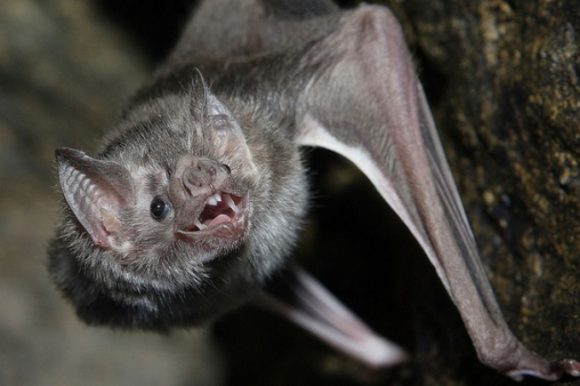 Confirma InDRE que niño que murió en Oaxaca tenía rabia