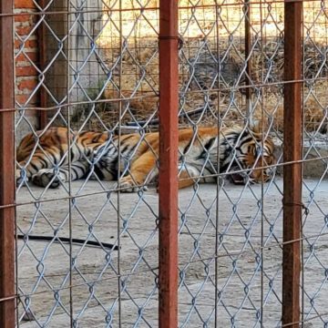 Aseguran un tigre de bengala, búfalos y avestruces en rancho de Jalisco