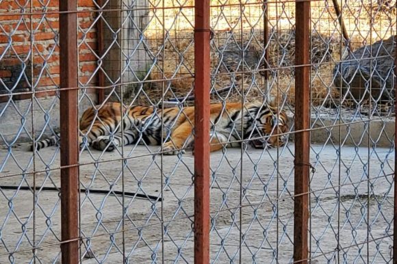 Aseguran un tigre de bengala, búfalos y avestruces en rancho de Jalisco