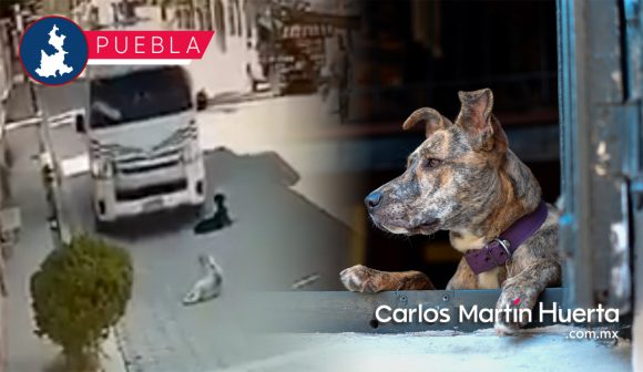 Combi atropella a lomito en San Bartolo Teontepec