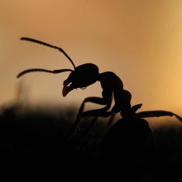¿Qué hay más en el mundo hormigas o humanos?