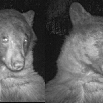 Oso descubre cámara y posa para encontrar su mejor perfil