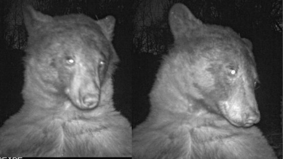 Oso descubre cámara y posa para encontrar su mejor perfil