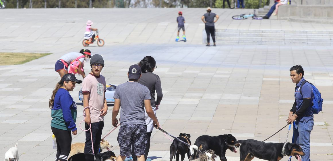 Dueños de mascotas serán responsables de las lesiones que causen