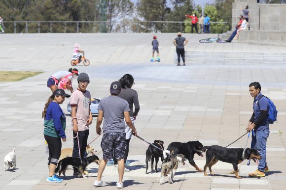 Dueños de mascotas serán responsables de las lesiones que causen