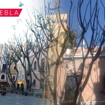 Hotel corta de más las ramas de árboles en Plaza de la Democracia; Ayuntamiento investiga