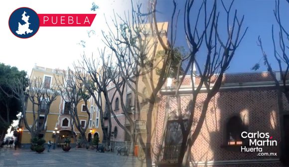 Hotel corta de más las ramas de árboles en Plaza de la Democracia; Ayuntamiento investiga