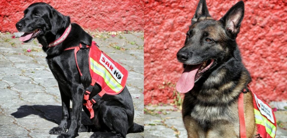 July y Rex, perros rescatistas, llegan a Puebla tras misión en Turquía