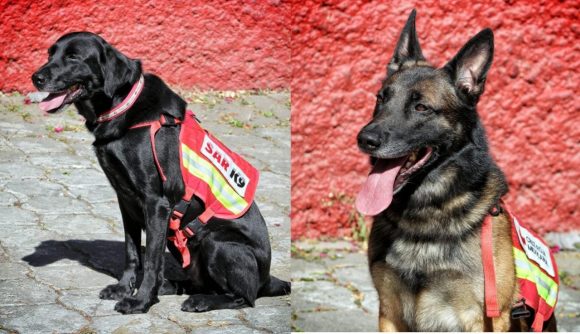 July y Rex, perros rescatistas, llegan a Puebla tras misión en Turquía