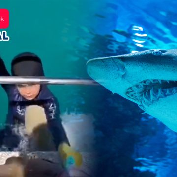Tiburón ataca a niño que pescaba en Australia