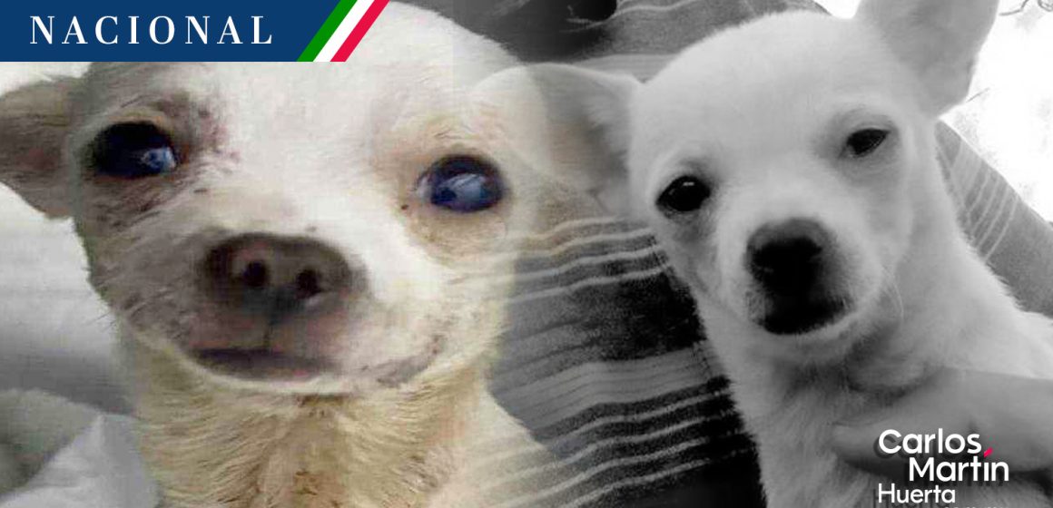 Muere “Pinky” perrito que defendió su hogar de un robo en Nayarit