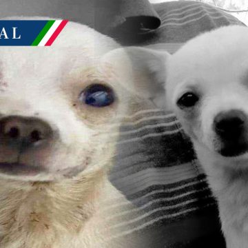Muere “Pinky” perrito que defendió su hogar de un robo en Nayarit