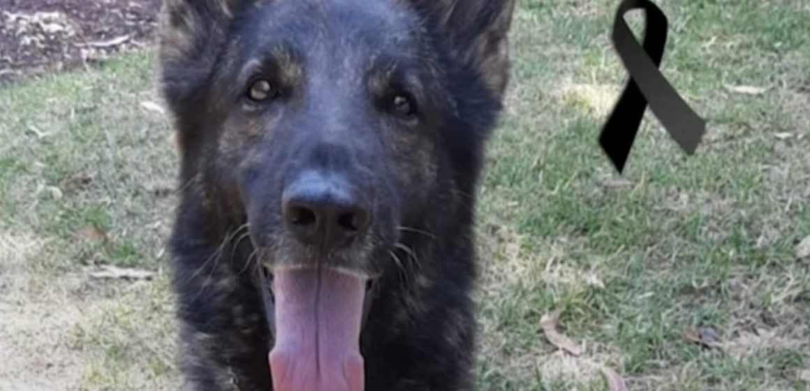 Componen corrido a Proteo, perrito rescatista que murió en Turquía