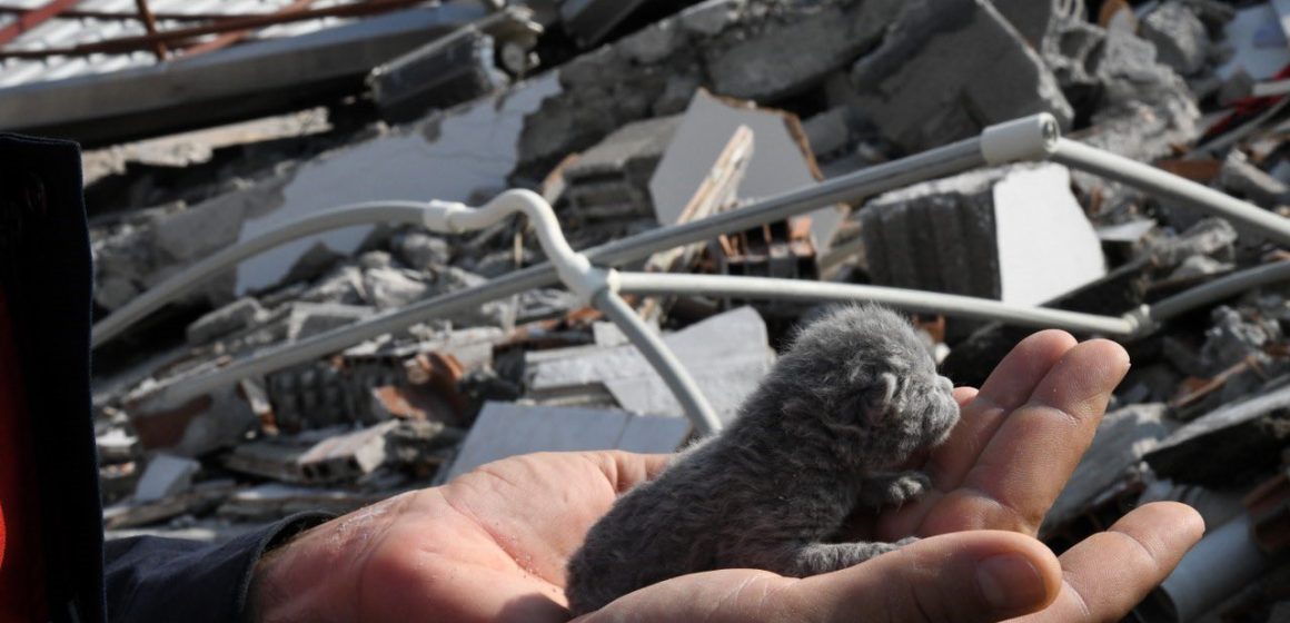 Rescatan a gatito durante demolición de edificios en Turquía