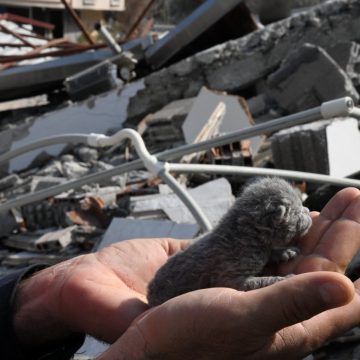 Rescatan a gatito durante demolición de edificios en Turquía