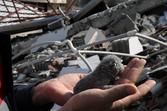 Rescatan a gatito durante demolición de edificios en Turquía