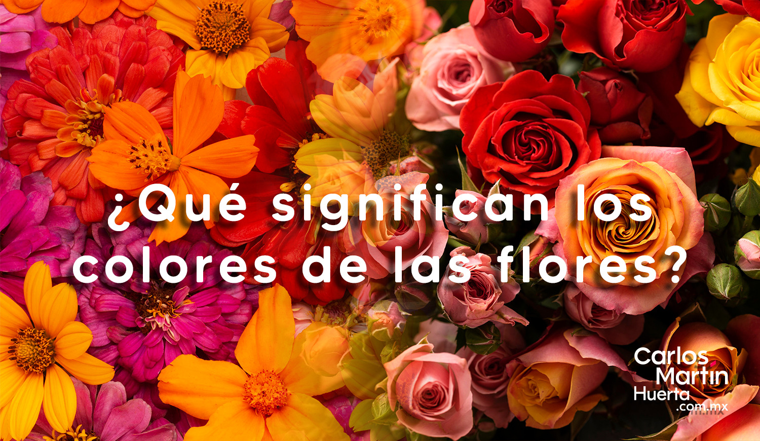 Vas a regalar flores este día del amor? Conoce el significado de sus  colores - Carlos Martin Huerta