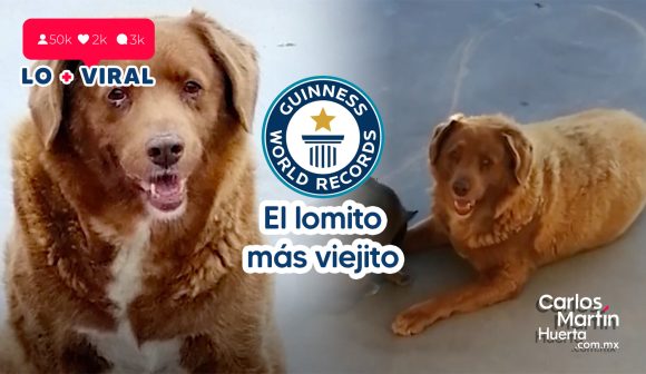 Conoce a Bobi, el perro más viejo del mundo