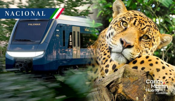 Atropellan a jaguar embarazada en Quintana Roo; murió la madre y la cría