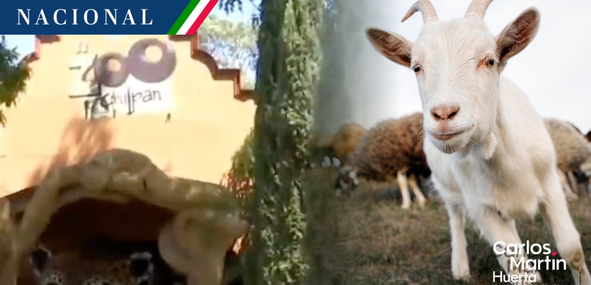 Zoológico en Guerrero sacrificó cabras para cena de fin de año
