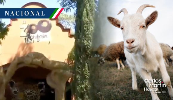 Zoológico Guerrero - cabras Zoológico en Guerrero sacrificó cabras para cena de fin de año