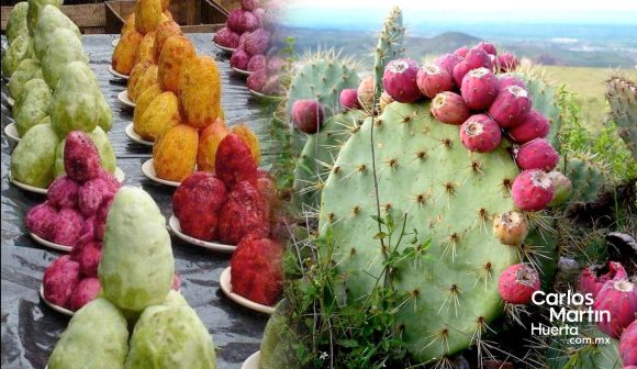 Tipos de tunas que hay en México y sus beneficios