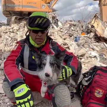 Conoce como Balam, perrito rescatista de México halló un sobreviviente entre los escombros en Turquía