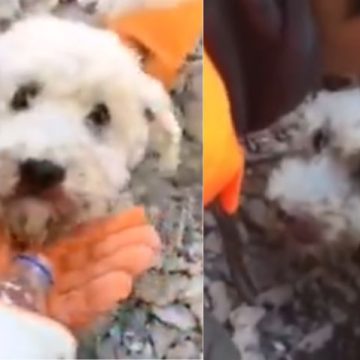 Rescatan a perrito de entre los escombros tras terremoto en Turquía