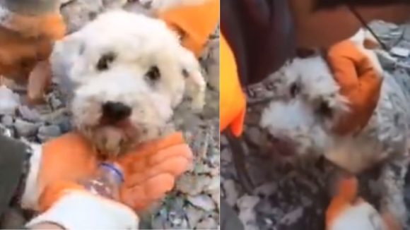 Rescatan a perrito de entre los escombros tras terremoto en Turquía