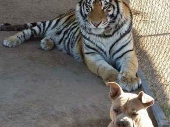 Roban a “Baluma”, tigre de bengala que vivía en santuario de Sonora