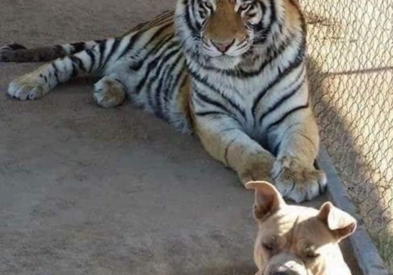 Roban a “Baluma”, tigre de bengala que vivía en santuario de Sonora