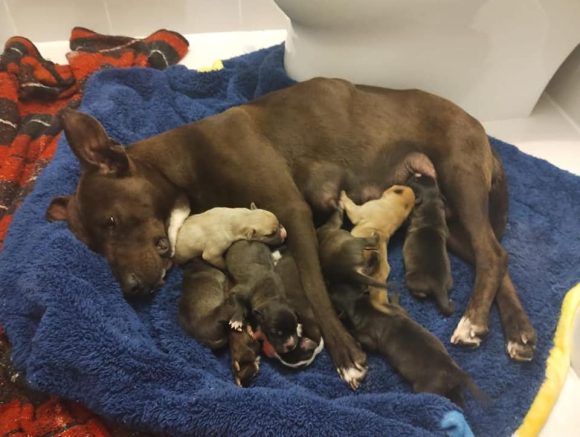 Alumnos de secundaria organizan baby shower para perrita rescatada