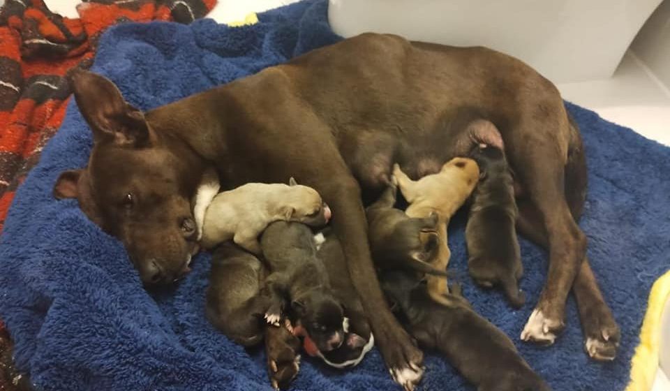 Alumnos de secundaria organizan baby shower para perrita rescatada