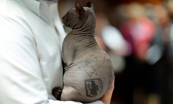 Gato egipcio hallado en el penal de Ciudad Juárez ya fue adoptado