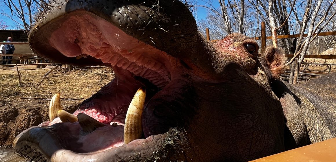Santuario y activistas mexicano buscan salvar a más de 130 hipopótamos de Pablo Escobar