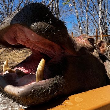 Santuario y activistas mexicano buscan salvar a más de 130 hipopótamos de Pablo Escobar