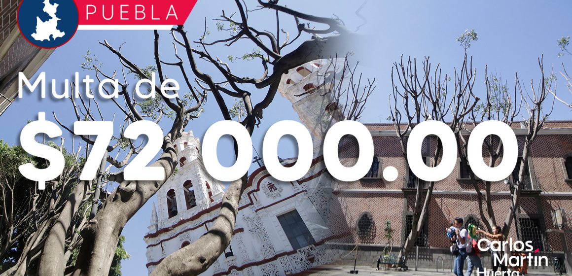 Multa de 72 mil pesos tras poda excesiva de árboles de la Plaza de la Democracia