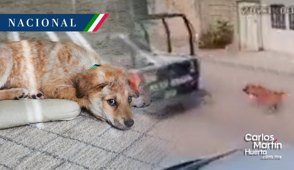 Investigan a policías que jalaron a un perro desde su patrulla en Chiapas