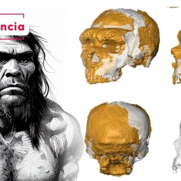 Reconstruyen cráneo de un neandertal que vivió hace 150 mil años
