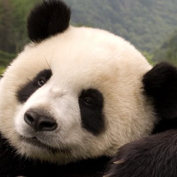 ¿Recuerdas a Tohui ? La panda que nació en Chapultepec