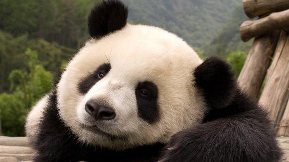 TOHUI ¿Recuerdas a Tohui ? La panda que nació en Chapultepec