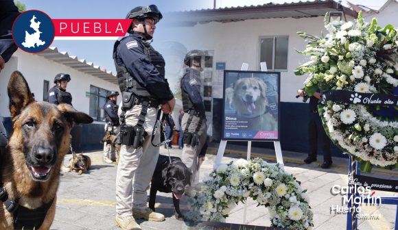 Tras 8 años de servicio, muere oficial canino Dima; le rinden homenaje