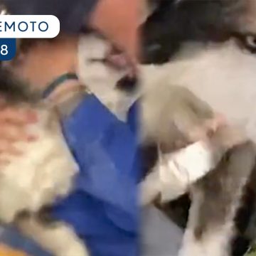 (VIDEO) Rescatan a perro tras casi un mes de estar bajo los escombros