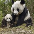 Un triunfo ambiental: el panda gigante se recupera y ya no está en peligro