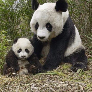 Un triunfo ambiental: el panda gigante se recupera y ya no está en peligro