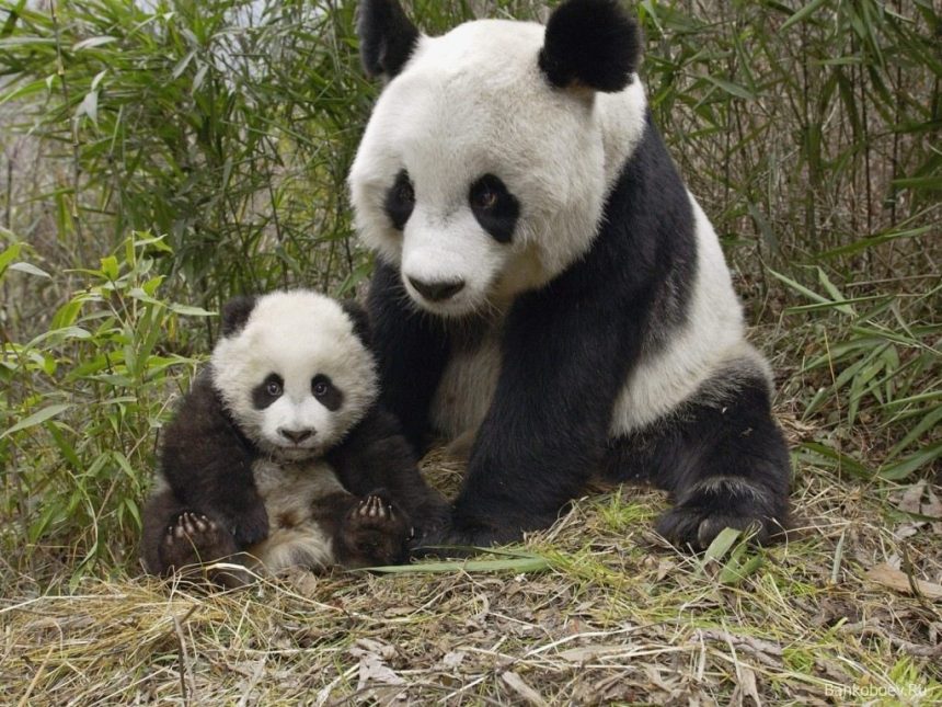 Un triunfo ambiental: el panda gigante se recupera y ya no está en peligro