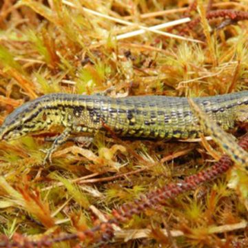Descubren nueva especie de lagarto en  Perú