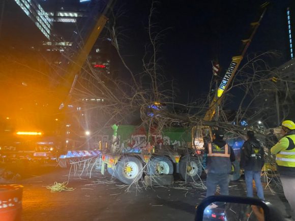 Retiran ahuehuete de la glorieta de Paseo de la reforma