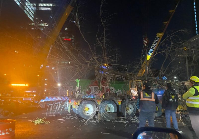 Retiran ahuehuete de la glorieta de Paseo de la reforma